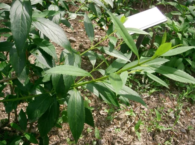 FORSYTHIA SUSPENSA CALLUS EXTRACT 대표 사진