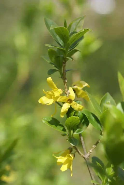 FORSYTHIA VIRIDISSIMA LEAF/STEM EXTRACT 대표 사진