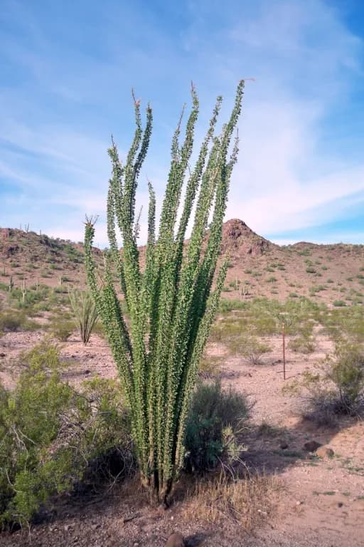 FOUQUIERIA SPLENDENS STEM EXTRACT 대표 사진