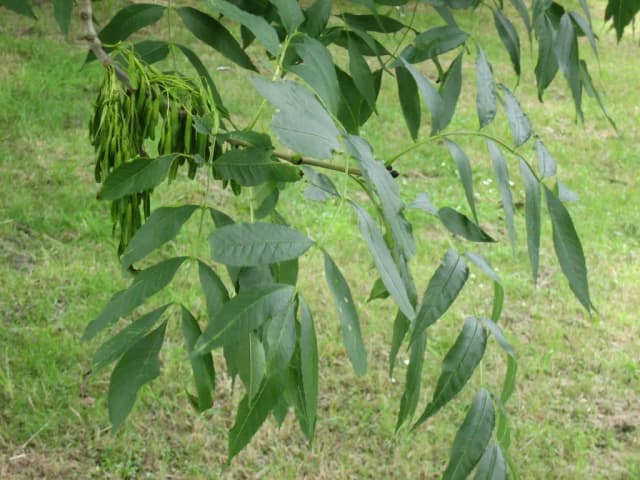 FRAXINUS EXCELSIOR BUD EXTRACT 대표 사진