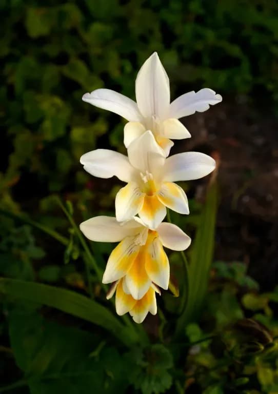 FREESIA ALBA FLOWER/LEAF/STEM EXTRACT 대표 사진