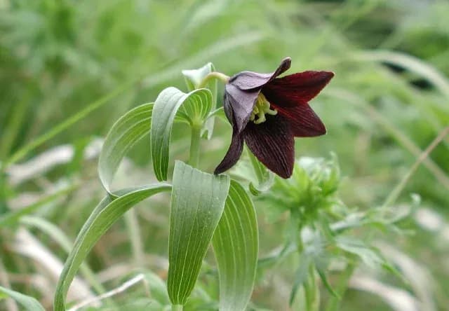 FRITILLARIA CAMSCHATCENSIS EXTRACT 대표 사진