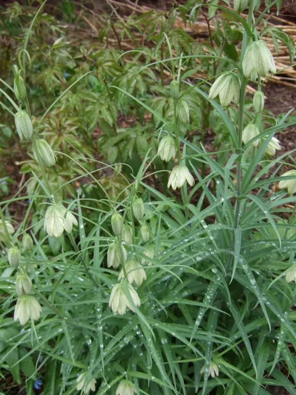 FRITILLARIA THUNBERGII BULB EXTRACT 대표 사진