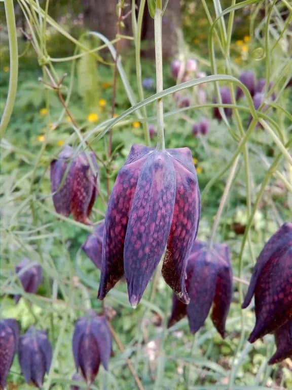 FRITILLARIA USSURIENSIS BULB EXTRACT 대표 사진