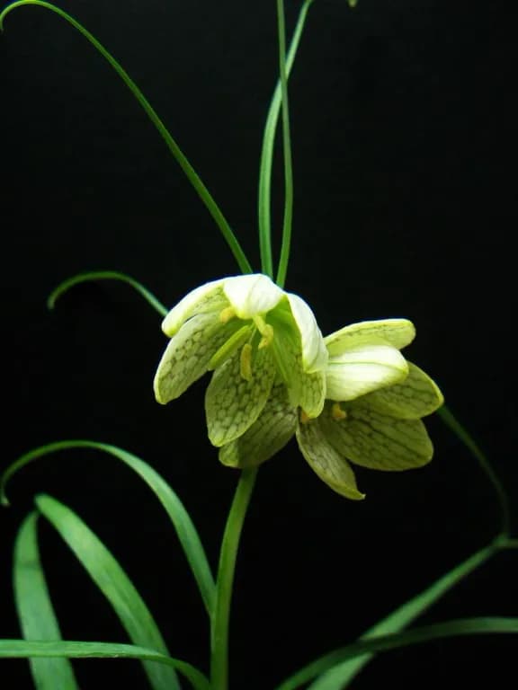 FRITILLARIA VERTICILLATA BULB EXTRACT 대표 사진
