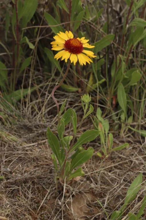 GAILLARDIA ARISTATA EXTRACT 대표 사진
