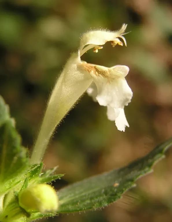 GALEOPSIS SEGETUM FLOWER/LEAF/STEM EXTRACT 대표 사진