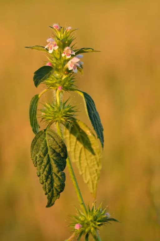 GALEOPSIS TETRAHIT FLOWER/LEAF/STEM EXTRACT 대표 사진