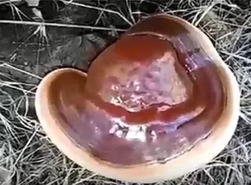 GANODERMA LUCIDUM STEM EXTRACT 대표 사진