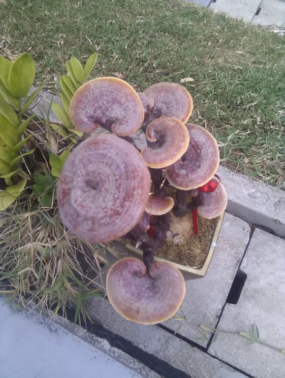 GANODERMA SICHUANENSE EXTRACT 대표 사진