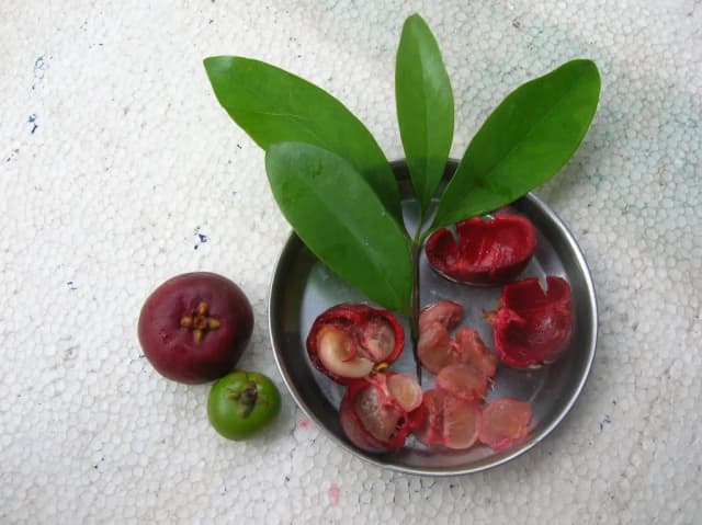 GARCINIA INDICA FRUIT EXTRACT 대표 사진