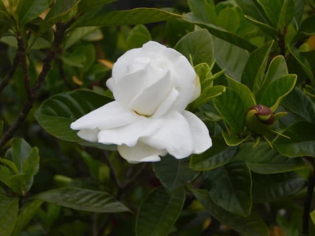 GARDENIA JASMINOIDES FRUIT 대표 사진