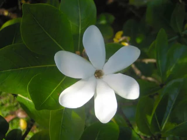 GARDENIA TAITENSIS CALLUS EXTRACT 대표 사진