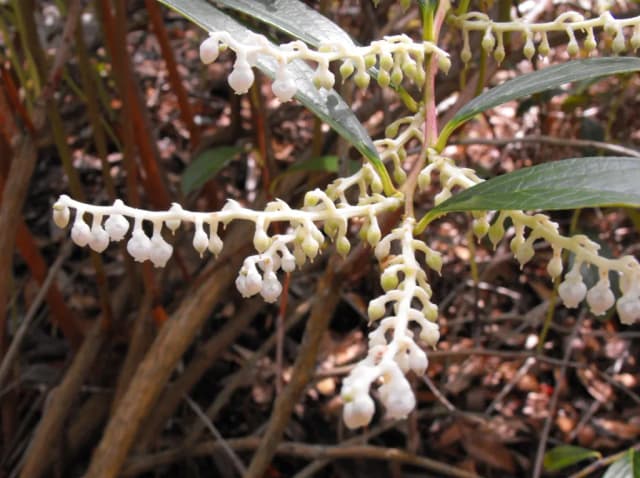 GAULTHERIA FRAGRANTISSIMA LEAF OIL 대표 사진