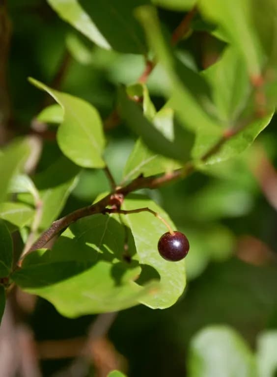 GAYLUSSACIA BACCATA EXTRACT 대표 사진