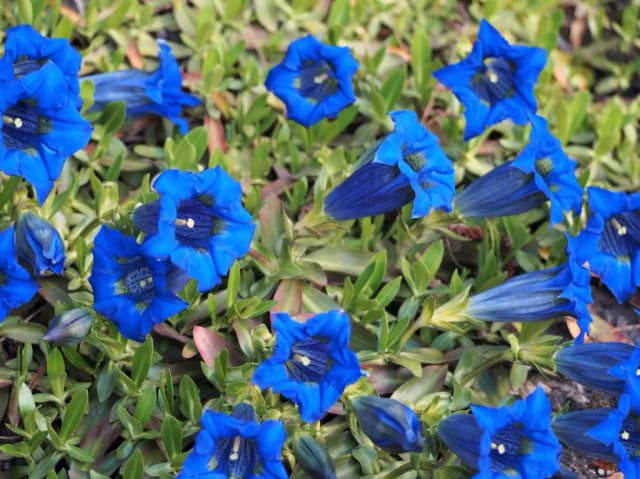 GENTIANA ACAULIS FLOWER/LEAF EXTRACT 대표 사진