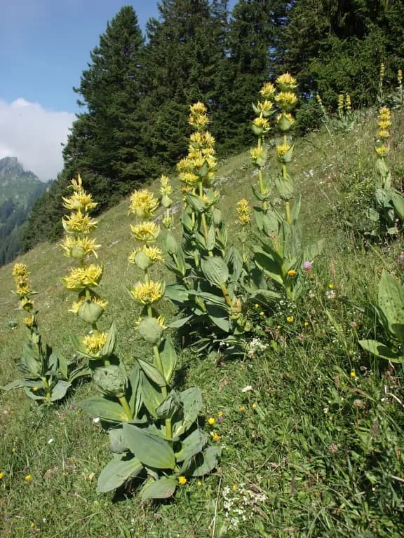 GENTIANA LUTEA RHIZOME/ROOT 대표 사진
