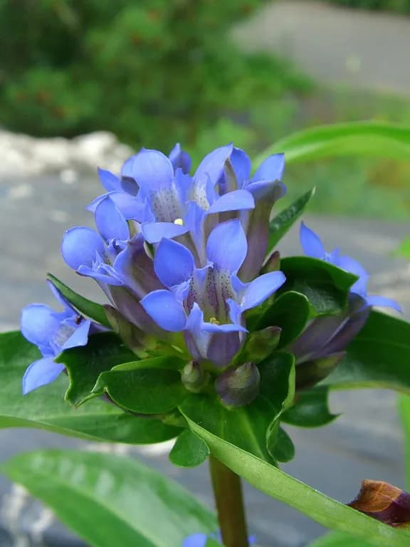 GENTIANA MACROPHYLLA ROOT EXTRACT 대표 사진