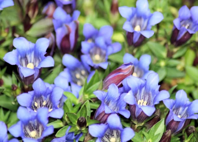 GENTIANA SCABRA EXTRACT 대표 사진