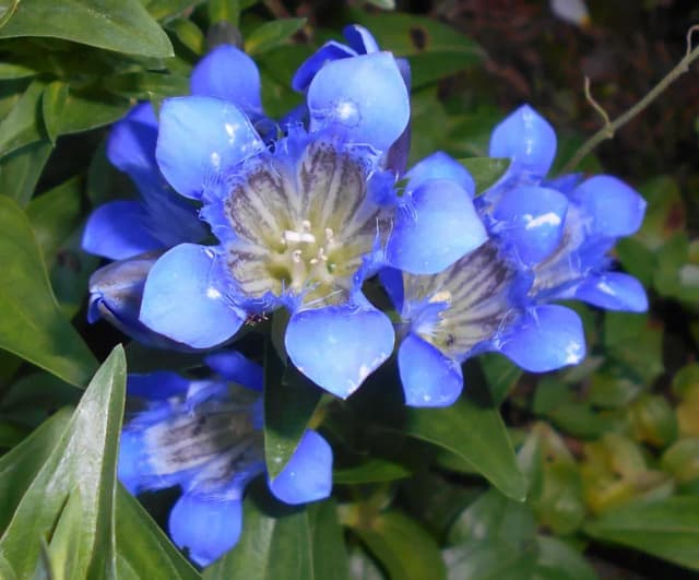 GENTIANA SEPTEMFIDA FLOWER/LEAF/STEM EXTRACT 대표 사진