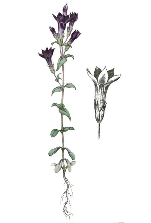 GENTIANELLA AMARELLA FLOWER EXTRACT 대표 사진