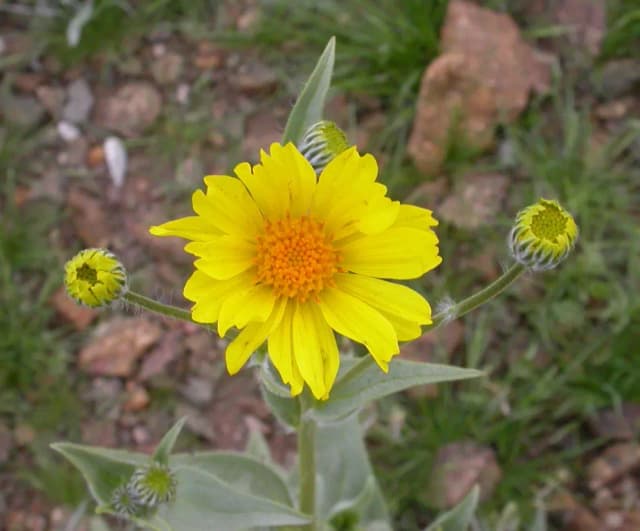 GERAEA CANESCENS FLOWER EXTRACT 대표 사진