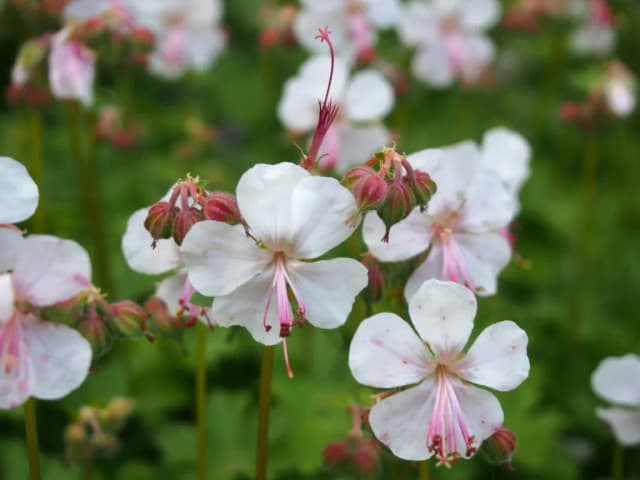 GERANIUM CANTABRIGIENSE HYBRID FLOWER/LEAF EXTRACT 대표 사진