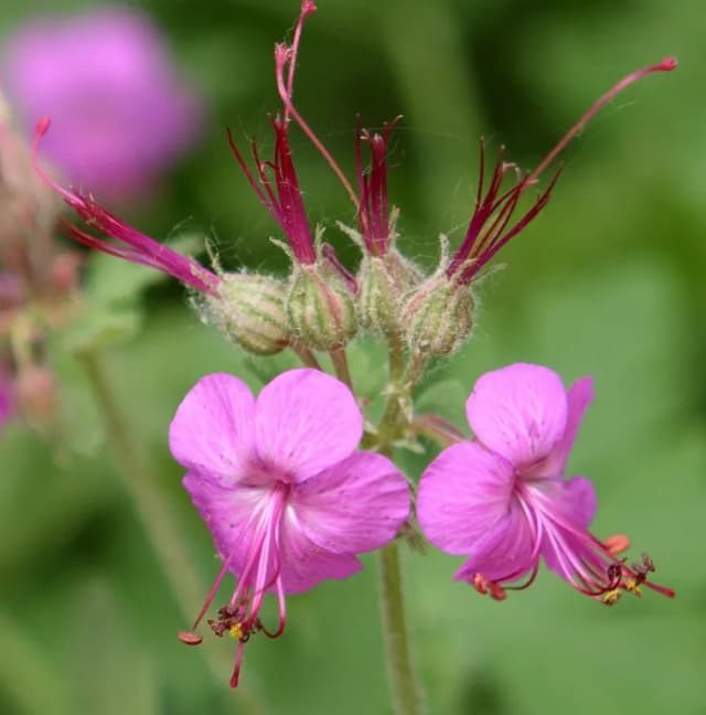 GERANIUM MACRORRHIZUM FLOWER/LEAF/STEM OIL 대표 사진