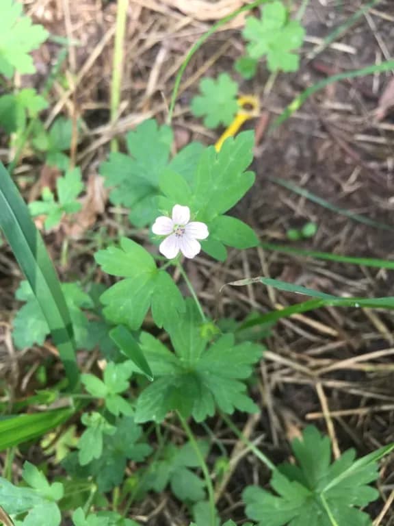 GERANIUM SIBIRICUM EXTRACT 대표 사진