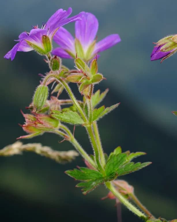 GERANIUM SYLVATICUM EXTRACT 대표 사진