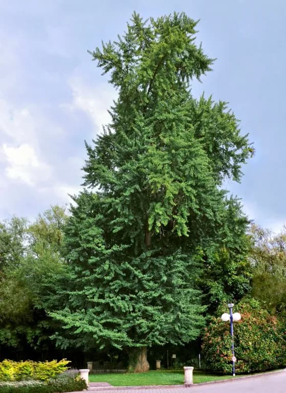 GINKGO BILOBA LEAF/LINUM USITATISSIMUM SEED EXTRACT 대표 사진