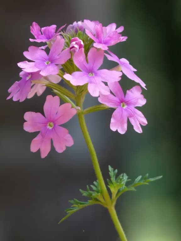 GLANDULARIA TENERA FLOWER/LEAF/STEM EXTRACT 대표 사진
