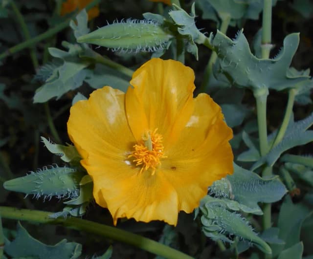 GLAUCIUM FLAVUM LEAF EXTRACT 대표 사진