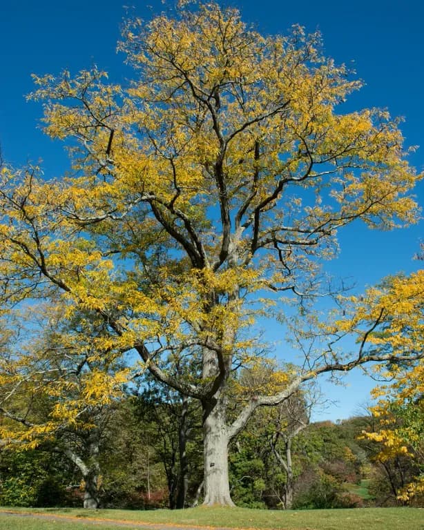 GLEDITSIA TRIACANTHOS WOOD EXTRACT 대표 사진