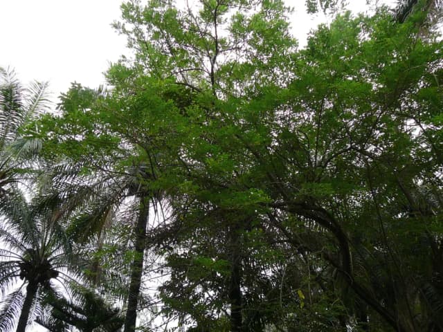 GLIRICIDIA SEPIUM LEAF EXTRACT 대표 사진
