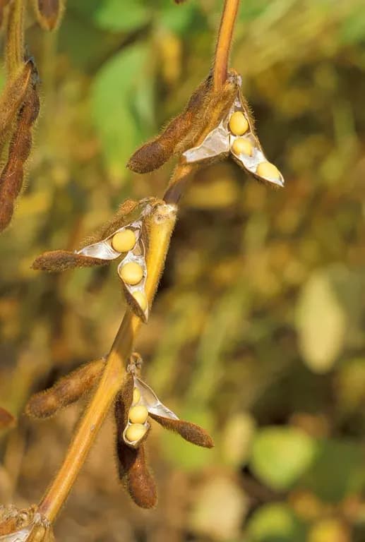 GLYCINE MAX ADVENTITIOUS ROOT EXTRACT 대표 사진