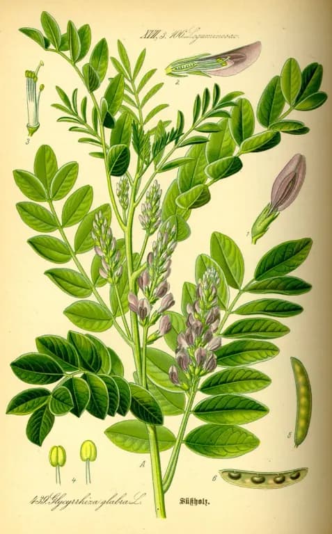 GLYCYRRHIZA GLABRA STEM EXTRACT 대표 사진