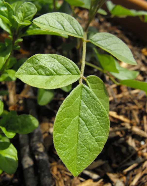 GLYCYRRHIZA URALENSIS ROOT EXTRACELLULAR VESICLES 대표 사진