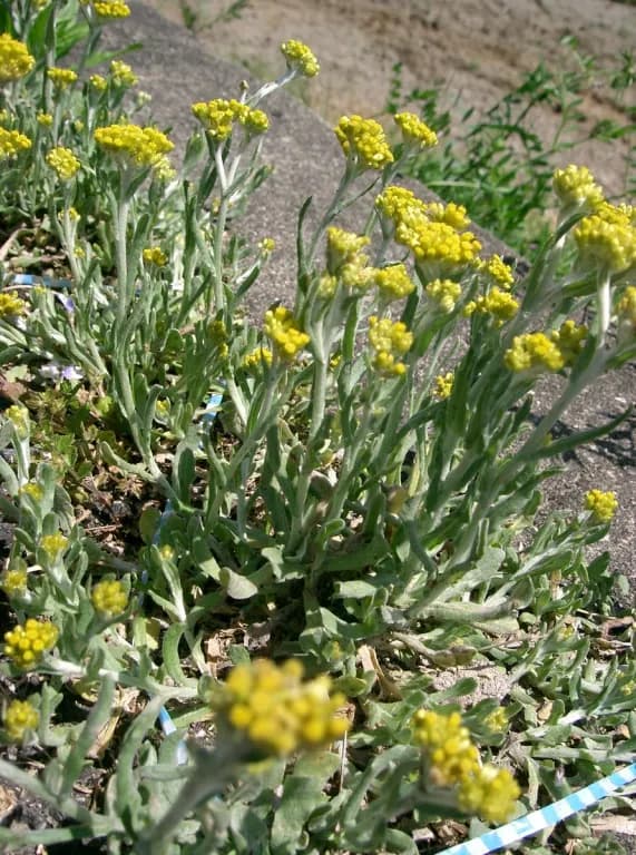 GNAPHALIUM AFFINE FLOWER/LEAF/STEM EXTRACT 대표 사진
