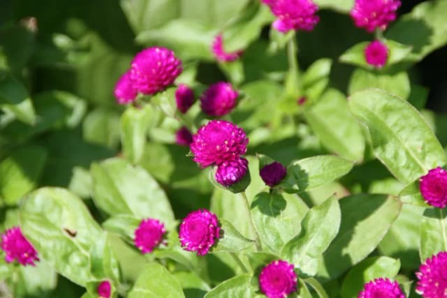 GOMPHRENA GLOBOSA FLOWER EXTRACT 대표 사진