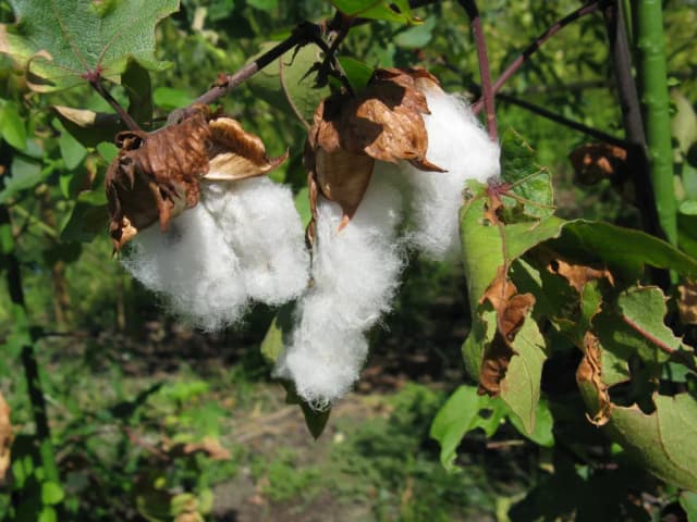 GOSSYPIUM ARBOREUM LEAF CELL EXTRACT 대표 사진