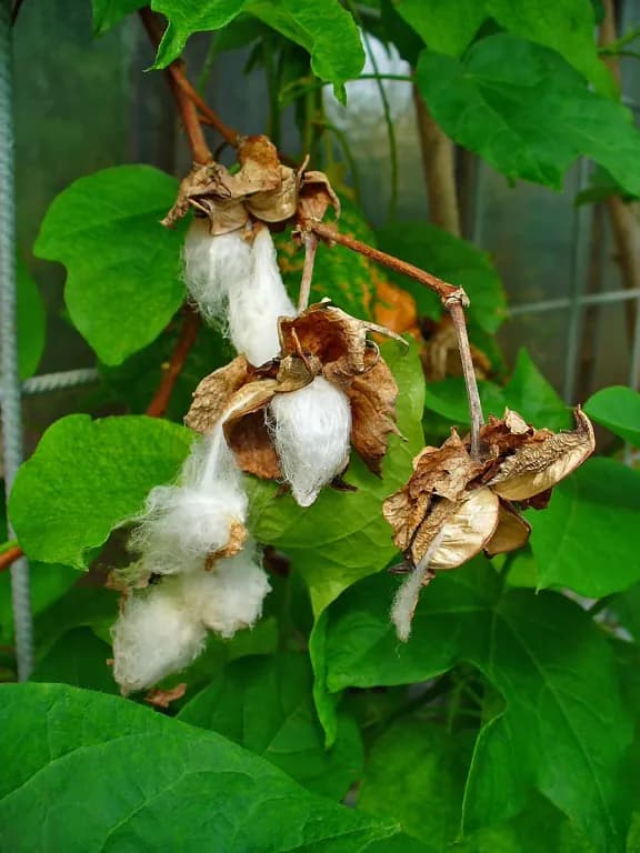 GOSSYPIUM HERBACEUM FLOWER WATER 대표 사진