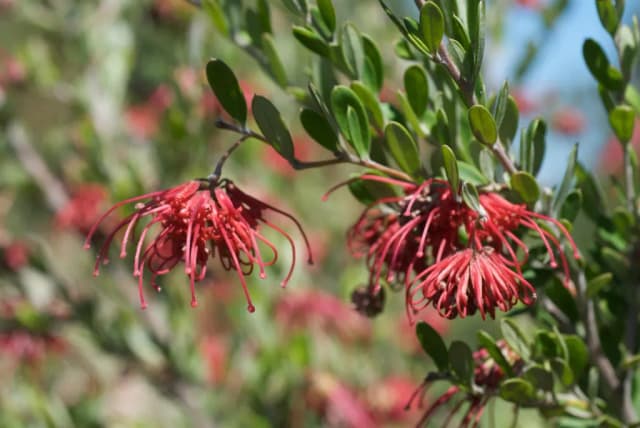 GREVILLEA SPECIOSA FLOWER EXTRACT 대표 사진