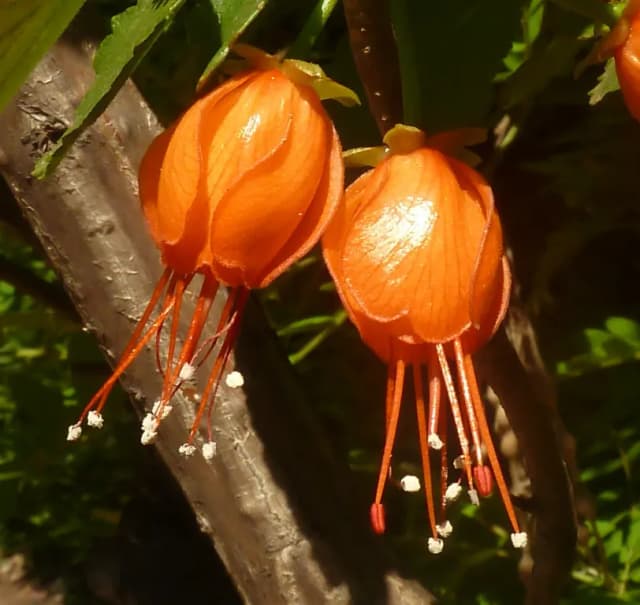 GREYIA FLANAGANII LEAF EXTRACT 대표 사진