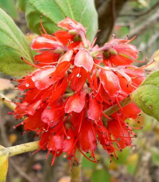 GREYIA RADLKOFERI LEAF EXTRACT 대표 사진