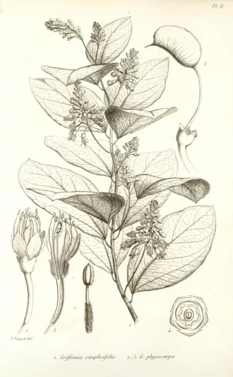 GRIFFONIA SIMPLICIFOLIA SEED EXTRACT 대표 사진
