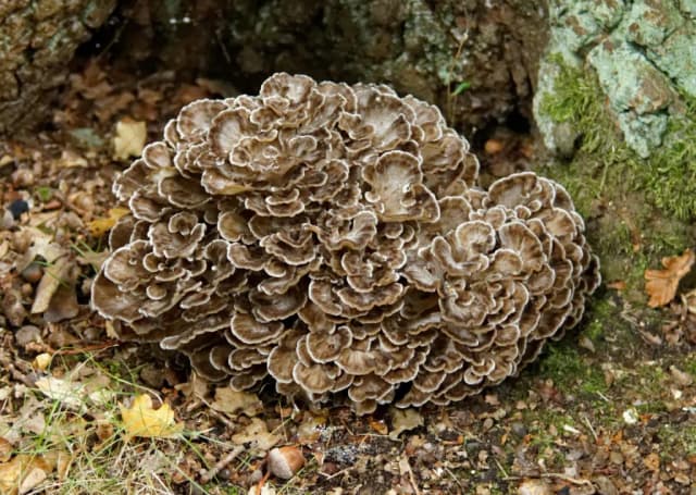 GRIFOLA FRONDOSA /(PANAX GINSENG/REHMANNIA GLUTINOSA/GLYCYRRHIZA URALENSIS/ANGELICA GIGAS/OPHIOPOGON JAPONICUS/ATRACTYLODES MACROCEPHALA/ASTRAGALUS MEMBRANACEUS) ROOT/RICE SEED/CITRUS UNSHIU PEEL/CARTHAMUS TINCTORIUS FLOWER FERMENT FILTRATE EXTRACT 대표 사진