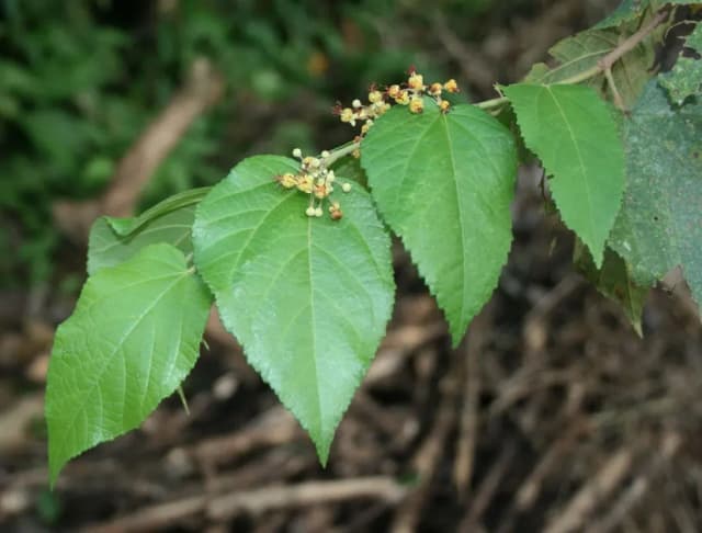 GUAZUMA ULMIFOLIA EXTRACT 대표 사진
