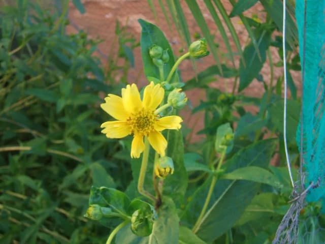 GUIZOTIA ABYSSINICA SEED OIL 대표 사진