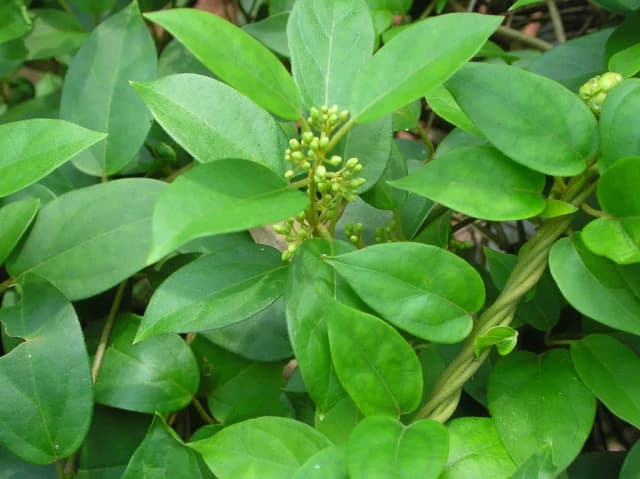 GYMNEMA SYLVESTRE LEAF POWDER 대표 사진